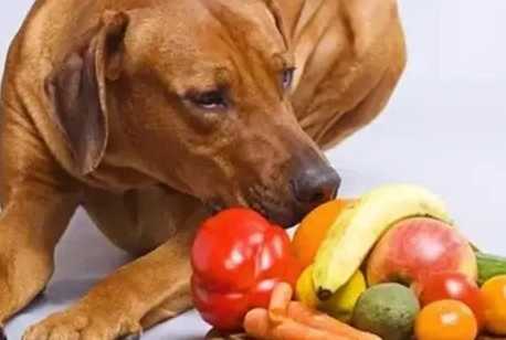 花椰菜對狗的好處 花椰菜對狗的好處