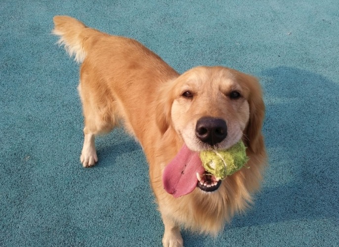 狗食錯野怎麼辦？完整指南教你症狀識別、緊急處理與預防技巧