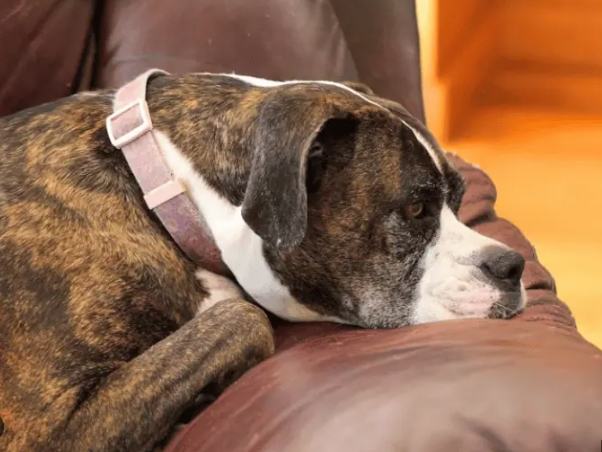 低筋麵粉對狗的影響