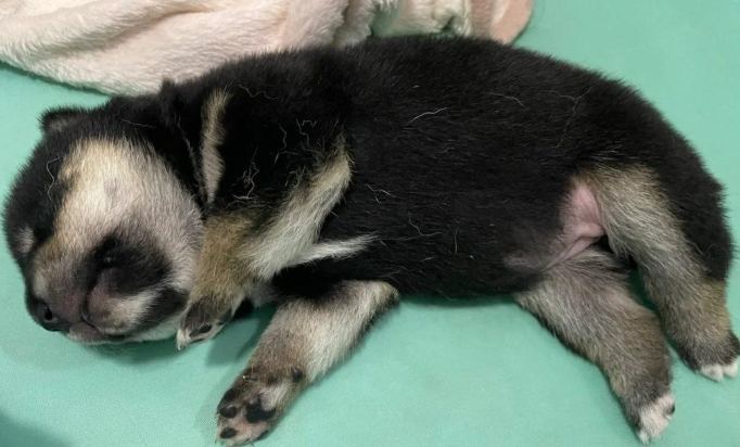 狗狗呼吸道問題