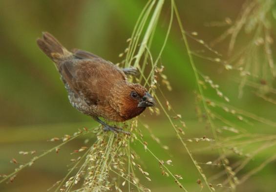 文鳥品種 文鳥品種
