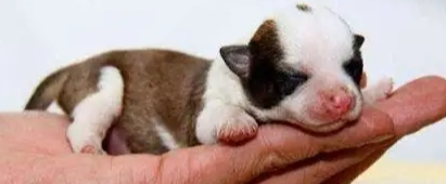 小型犬品種 小型犬品種