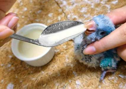 幼鳥餵食技巧 幼鳥餵食技巧