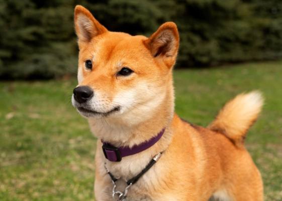 柴犬訓練 柴犬訓練