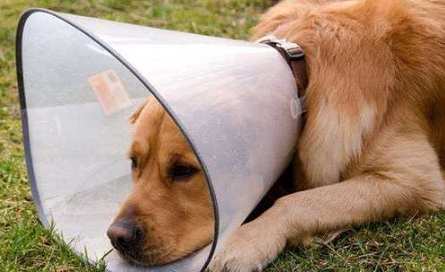 狗狗絕育後護理