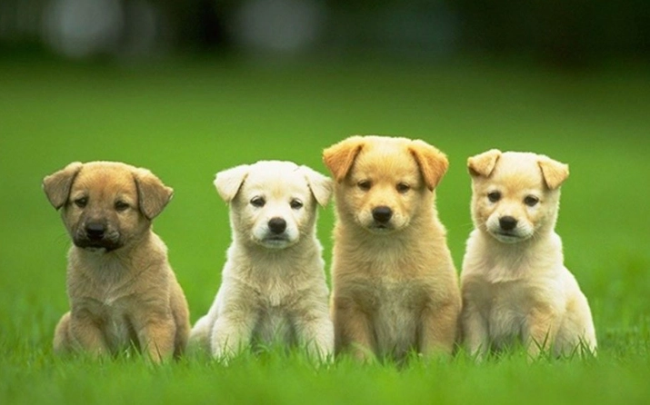 狗狗蛔蟲藥完整指南：如何安全選擇與使用，預防蛔蟲感染