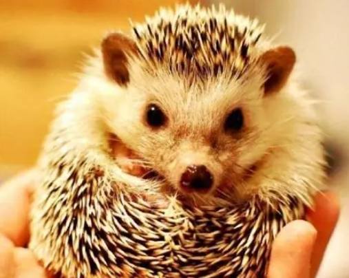 如何避免刺蝟咬傷