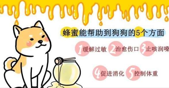狗狗吃蜂蜜好處 狗狗吃蜂蜜好處