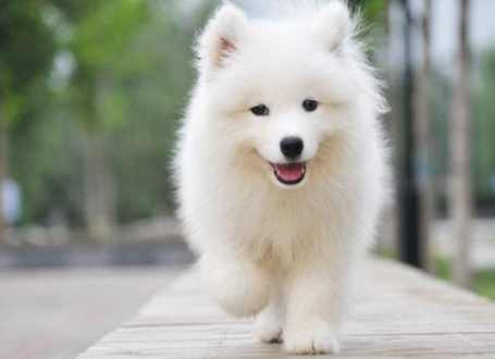 狗狗腎衰竭存活時間 狗狗腎衰竭存活時間