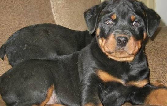 羅威納犬飼養成本 羅威納犬飼養成本