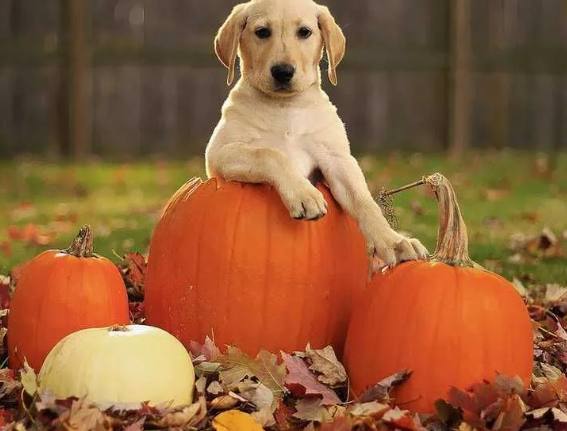 生南瓜對狗的好處 生南瓜對狗的好處