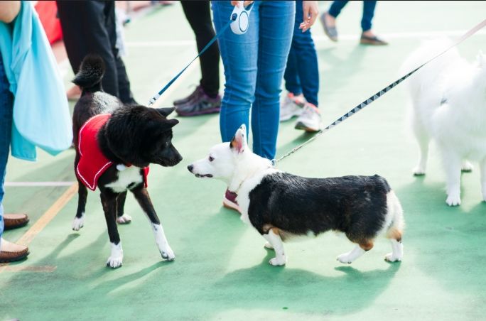 養寵物開支完整指南：聰明規劃預算與省錢秘訣