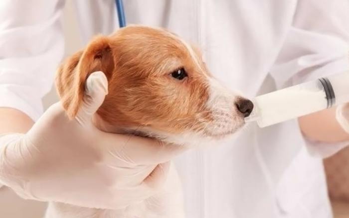 狗狗結紮照顧全攻略：術前準備到術後恢復的完整指南