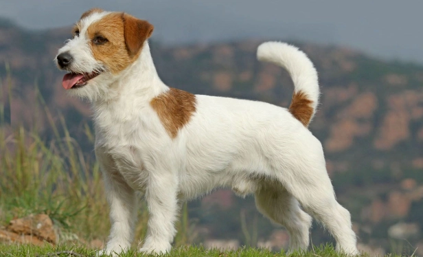 傑克羅素梗智商全解析：聰明程度、訓練技巧與行為問題一次看懂