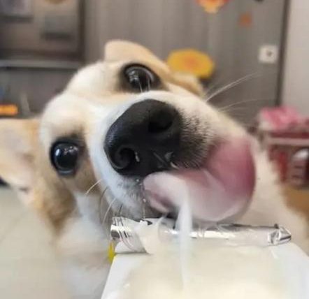 狗狗可以吃椰奶嗎