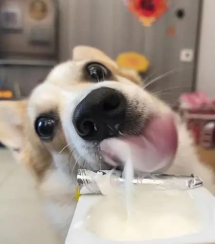 椰奶對狗狗的影響 椰奶對狗狗的影響