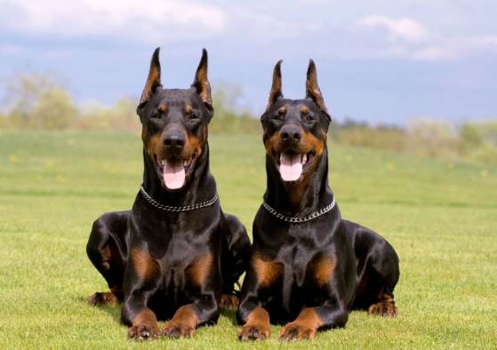 狗攻擊性 狗攻擊性