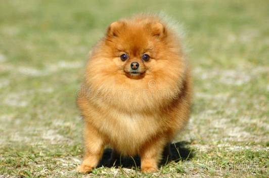 博美犬購買 博美犬購買