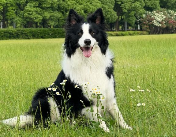 边牧好养吗？深度解析边境牧羊犬饲养优缺点与实战指南