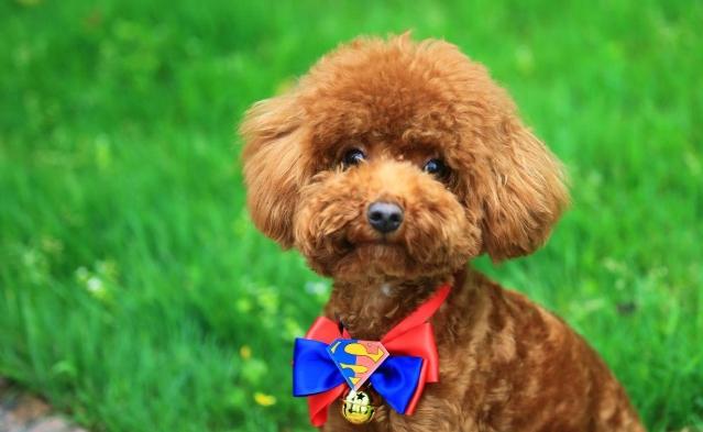 泰迪犬護理 泰迪犬護理