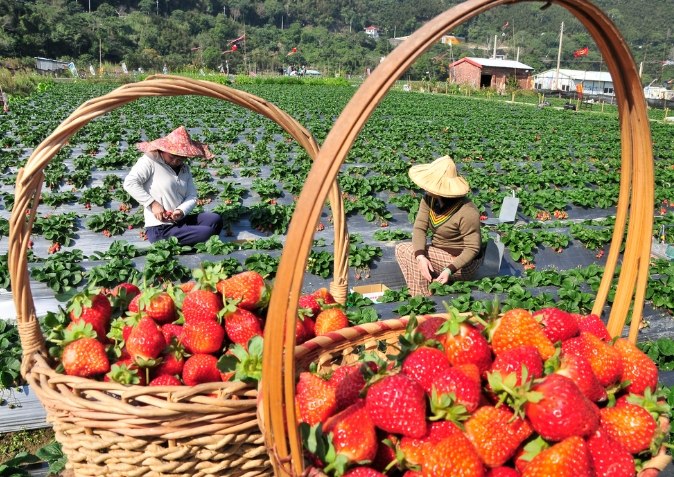苗栗當季水果 苗栗當季水果