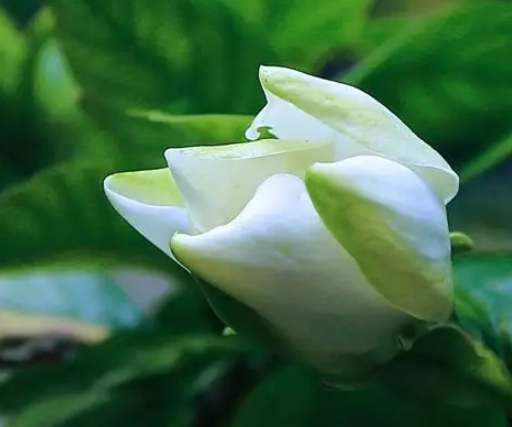 梔子花色變 梔子花色變