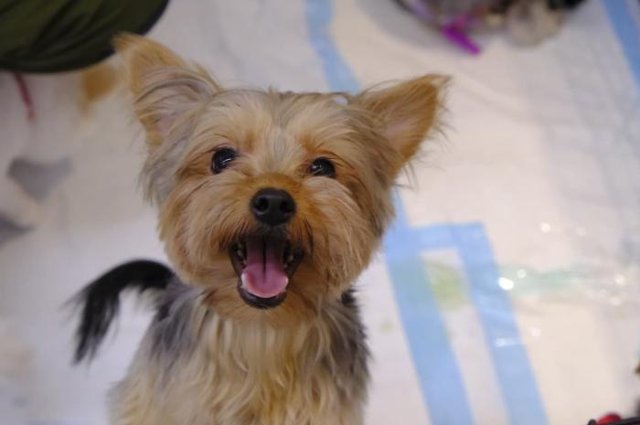 台灣小型犬領養