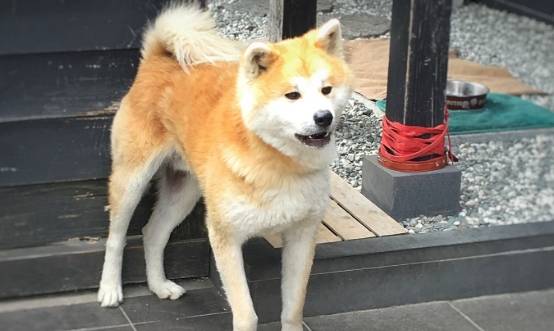 柴犬飼養優勢 柴犬飼養優勢