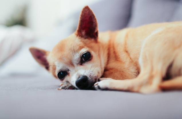 狗狗胰臟炎吃雞蛋 狗狗胰臟炎吃雞蛋