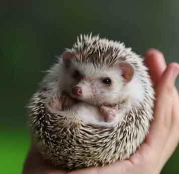 刺蝟洗澡 刺蝟洗澡