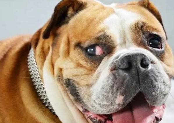 澳洲斗牛犬品種 澳洲斗牛犬品種