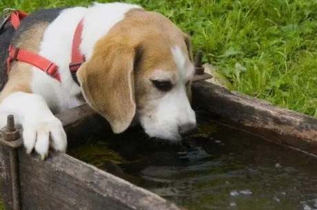 狗吃百合中毒 狗吃百合中毒