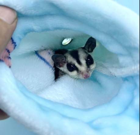 蜜袋鼯裝死 蜜袋鼯裝死