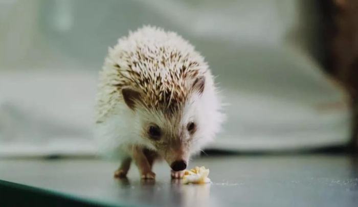 刺蝟可以吃蛋嗎