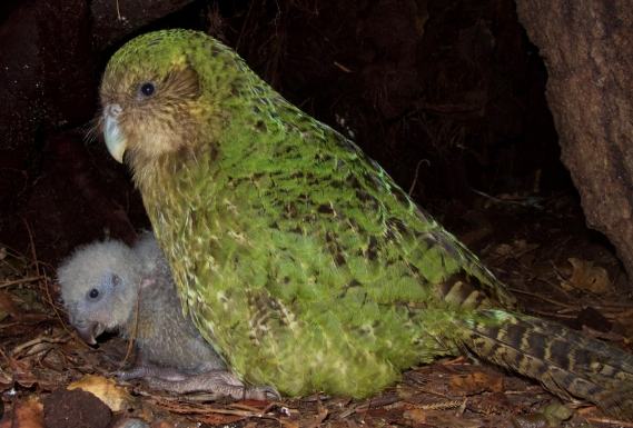 撿到鸚鵡處理 撿到鸚鵡處理
