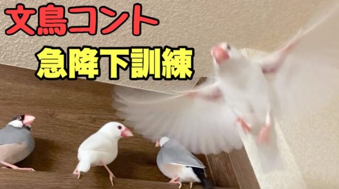 文鳥叫遠訓練