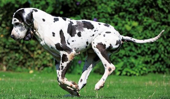 大丹犬飼養 大丹犬飼養