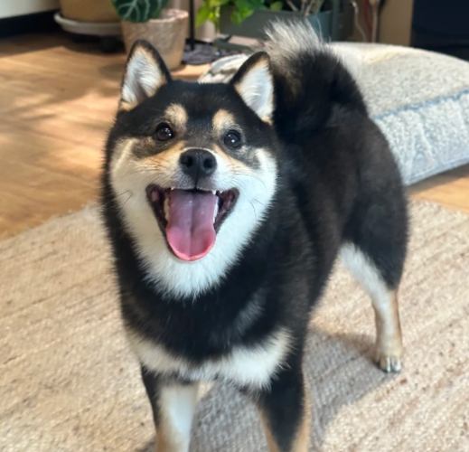 黑柴犬飼養 黑柴犬飼養