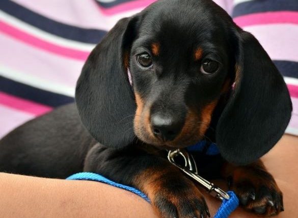 臘腸狗是怎麼配出來的？