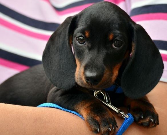 臘腸狗配種 臘腸狗配種