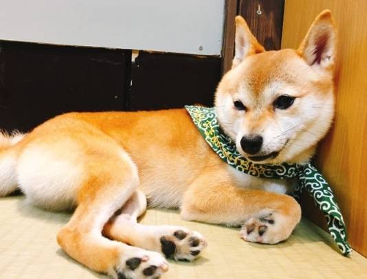 豆柴 柴犬 區別 豆柴 柴犬 區別