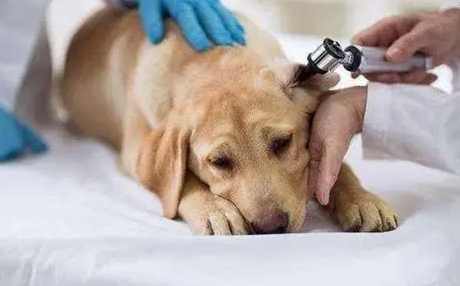 狗狗嘔啡色原因 狗狗嘔啡色原因