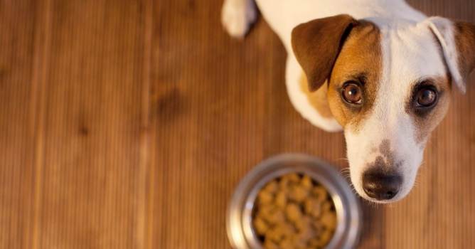 狗狗吃芋頭安全嗎 狗狗吃芋頭安全嗎