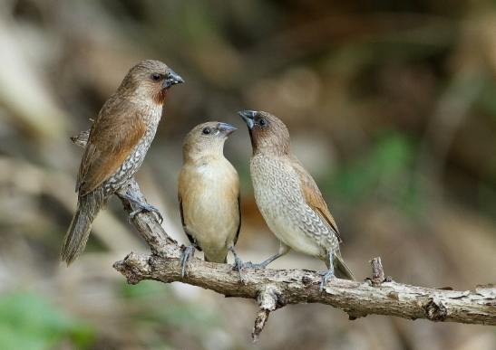 文鳥冷氣安全 文鳥冷氣安全