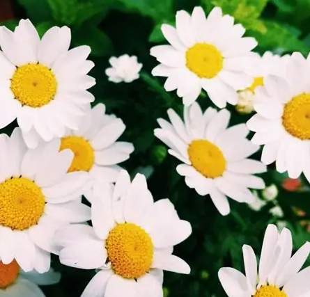 白色雛菊花語意思