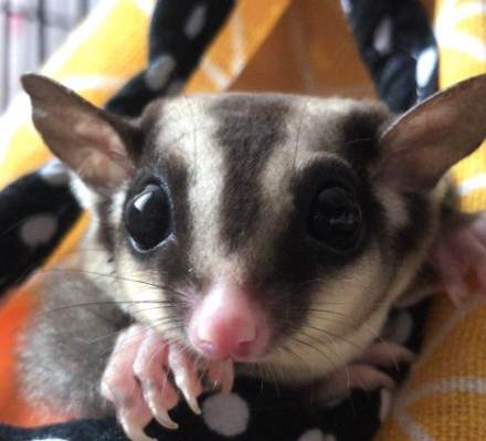 蜜袋鼯气味 蜜袋鼯气味