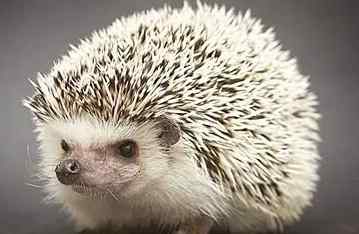 刺蝟飼養 刺蝟飼養