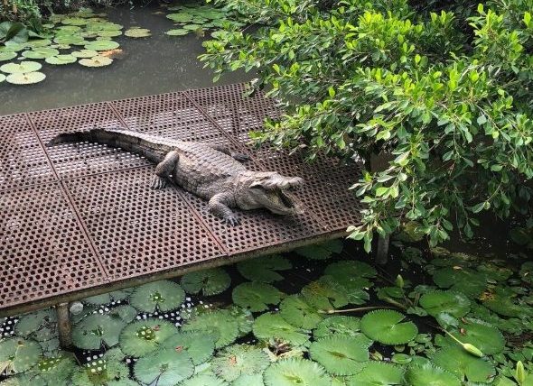 不一樣鱷魚生態農場