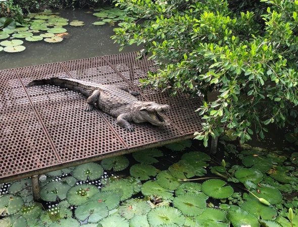 鱷魚生態農場旅遊 鱷魚生態農場旅遊