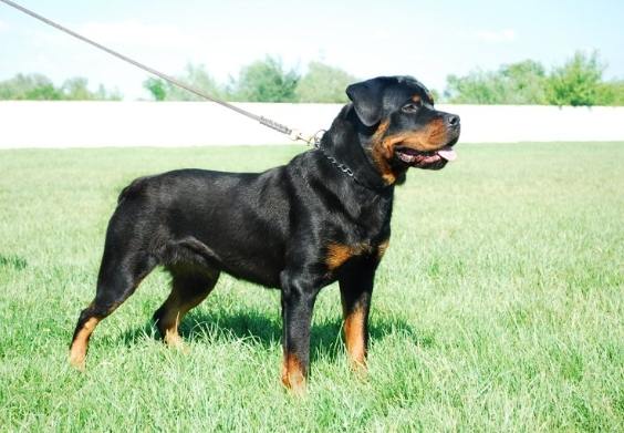 羅威納犬飼養 羅威納犬飼養